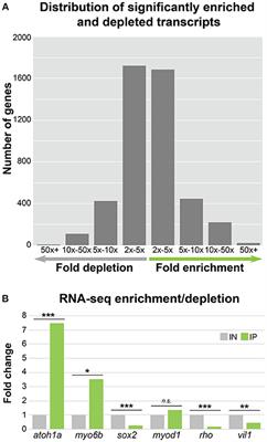 Corrigendum: Transcriptomic Profiling of Zebrafish Hair Cells Using RiboTag